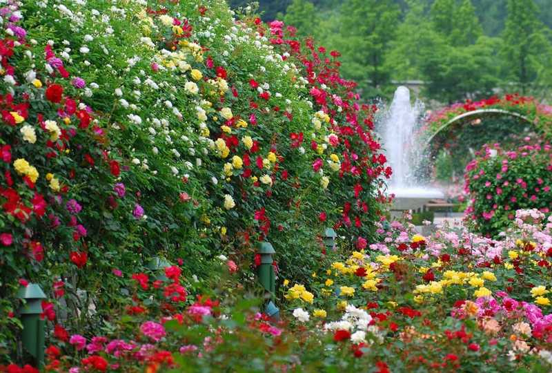 Розы в ландшафтном дизайне: 97 фото в саду | aikimaster.ru