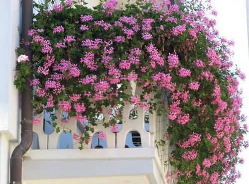 оформление балкона цветами