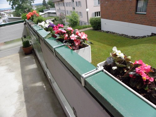 фото балконных цветов