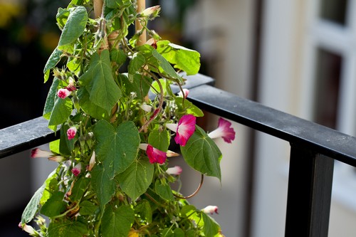фото цветов на балконе