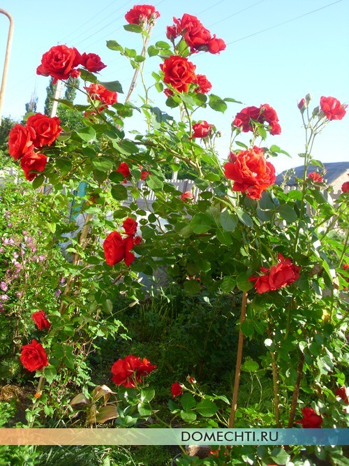 Вьющиеся розы на даче фото