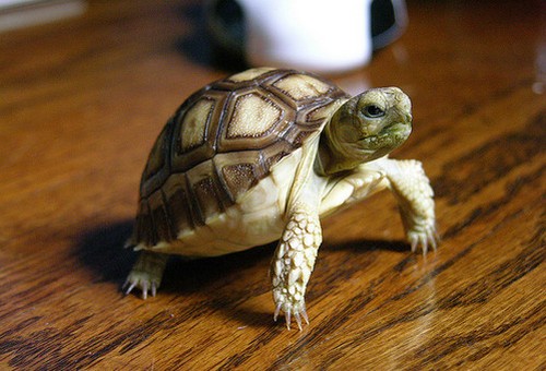Черепаха в квартире