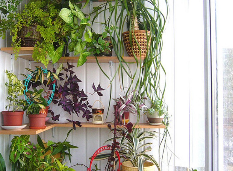 Зимний сад в квартире: оранжерея для души (фото) | Дом Мечты