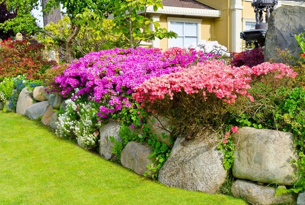 Цветущие кустарники для дачи и сада фото
