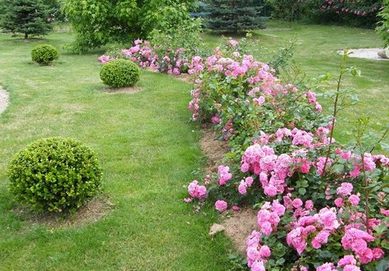 Почвопокровные розы фото в саду