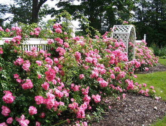 Парковые розы в ландшафтном дизайне участка фото