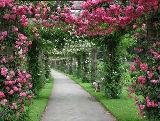 Садовые арки из цветов фото