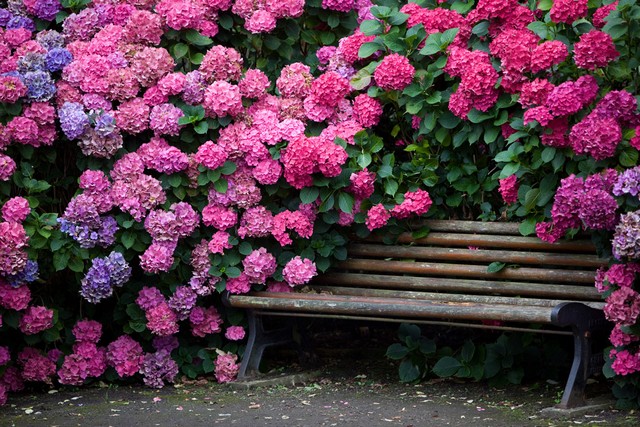 Цветущая гортензия в саду фото