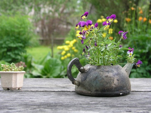 Выращивание цветов в старом чайнике