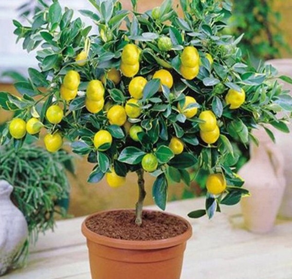 Лимонное дерево в домашних условиях фото